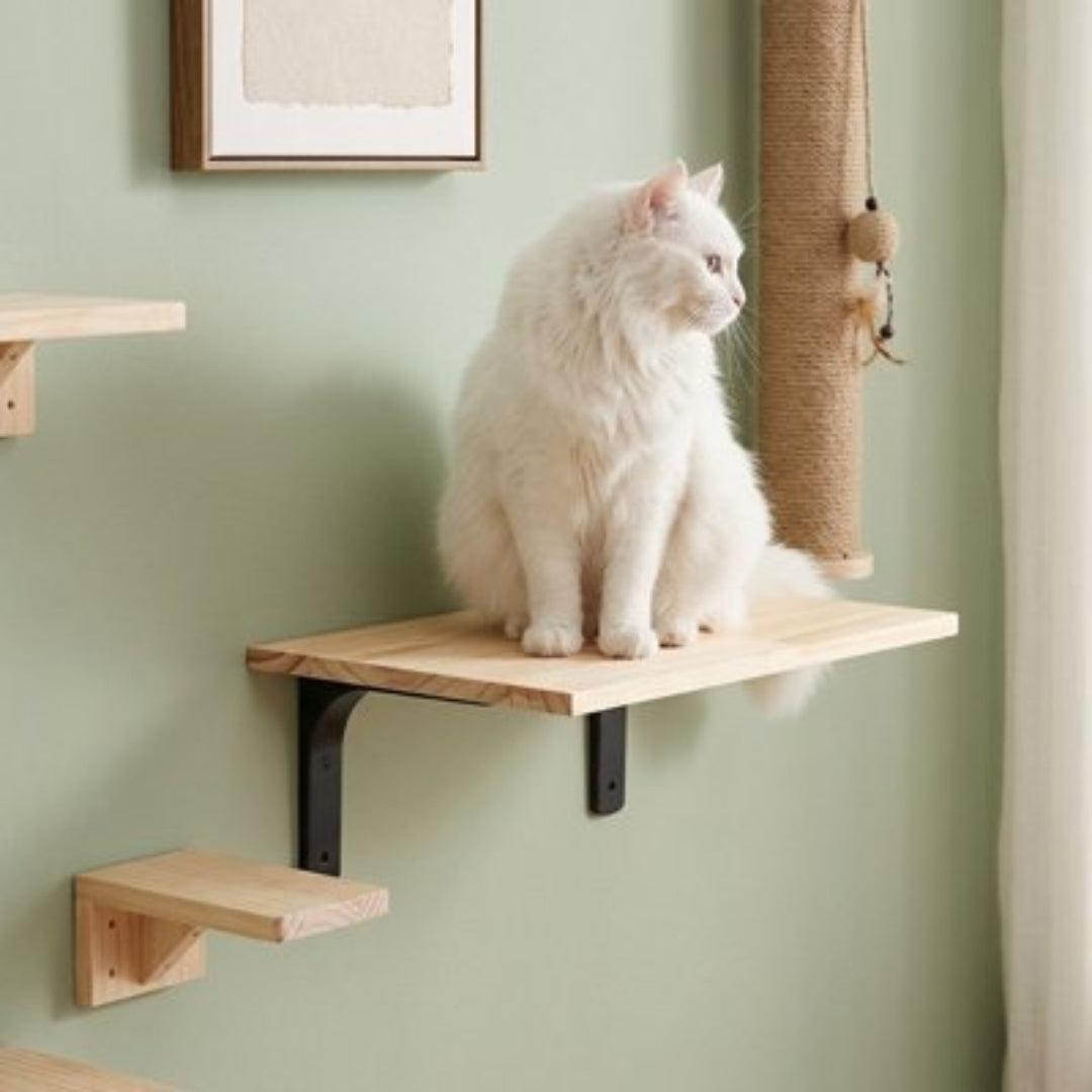 chat blanc est assis sur un arbre Ă chat mural en bois