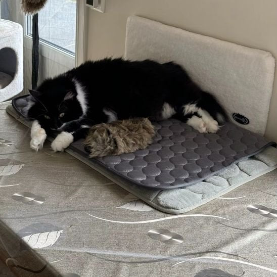 Chat noir et blanc couché sur un tapis rafraichissant chat