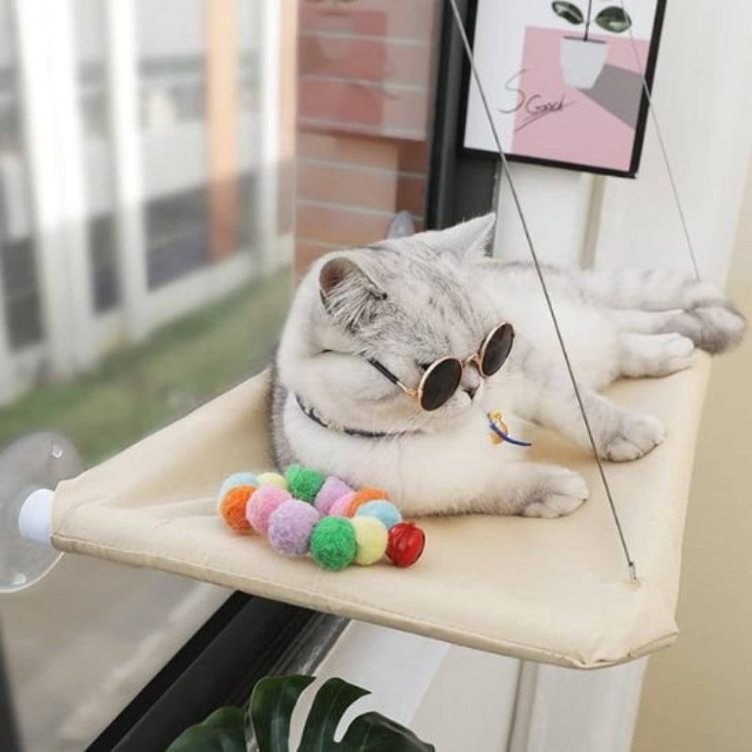 Chat en train de jouer sur un hamac chat fenetre