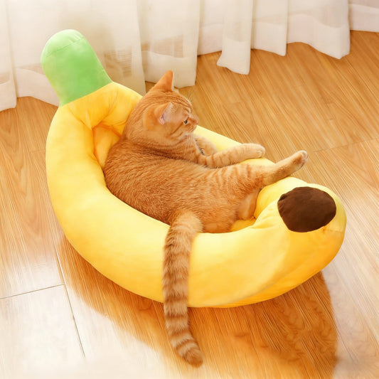 Chat roux dans un coussin pour chat