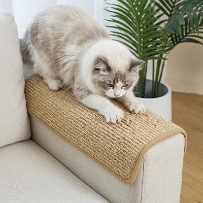 Chat à poil long fait ses griffes sur housse canapé anti griffe chat posé sur canapé clair