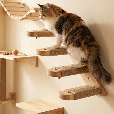 chat à poil long perché sur un arbre à chat mural 