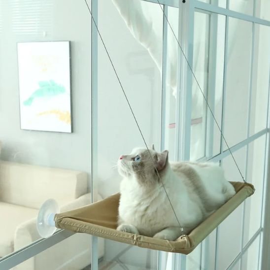 Chat bien reposé sur un hamac fenetre chat en regardant vers le haut