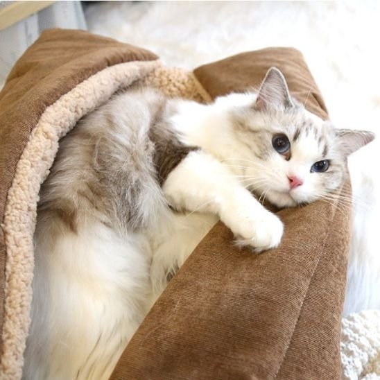 Chat blanc et gris allongé confortablement dans un panier pour chat 