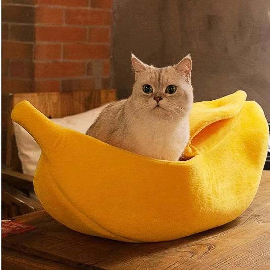 Chat blanc aux reflets argentés est assis à l'intérieur d'un panier pour chat en forme de banane jaune