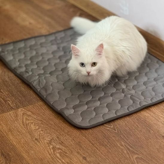 Chat Blanc détendu sur un tapis rafraichissant chat