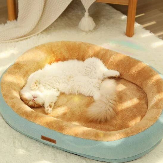 Chat blanc et crème allongé sur le dos, profondément endormi dans un coussin à chat