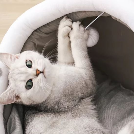 Chat blanc et gris joue avec un petit pompon blanc suspendu du son panier pour chat