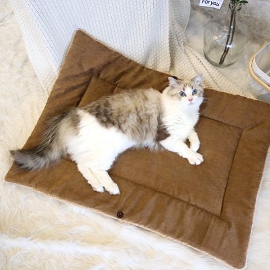 Chat blanc et gris aux yeux bleus est allongé confortablement sur un panier pour chat
