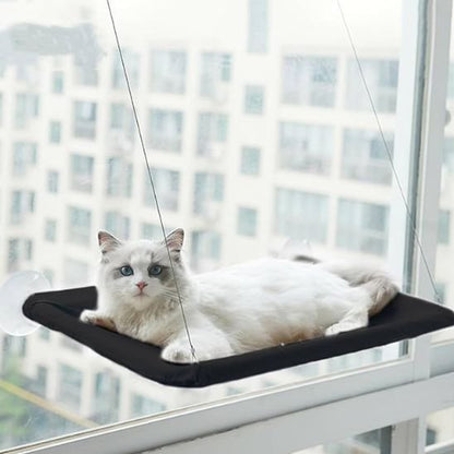 Chat blanc calme installé sur un hamac fenetre chat 