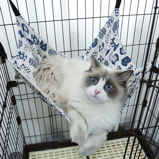 chat calme et allongé sur hamac pour chat