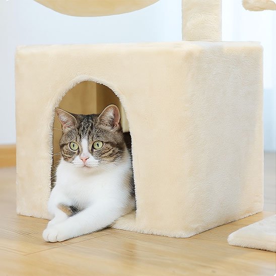 Chat tigré et blanc confortablement installé à l'entrée d'une petit arbre a chat​