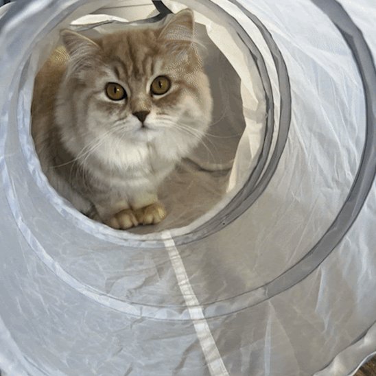 chat dans un tunnel chat 