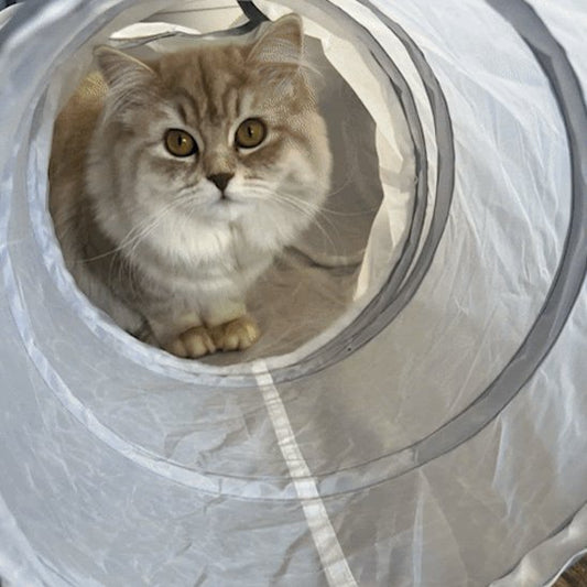 chat dans un tunnel chat 
