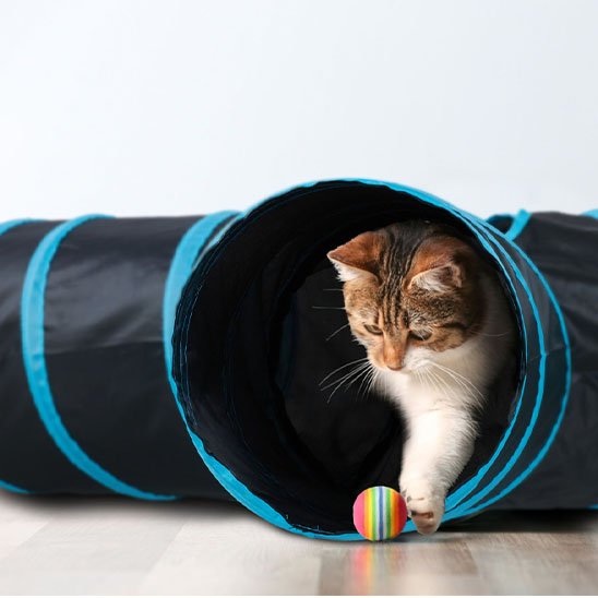 Chat dans un tunnel pour chat 