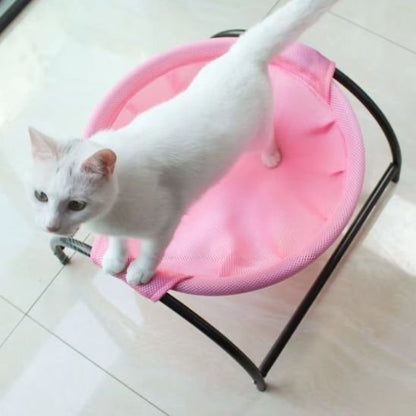 Chat debout sur un hamac chat