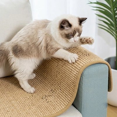 Chat fait ses griffes sur housse canapé anti griffe chat en sisal