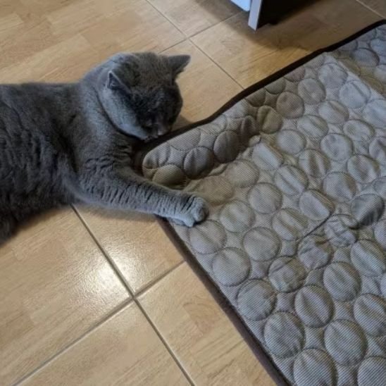 Chat gris en train de jouer avec tapis rafraichissant chat