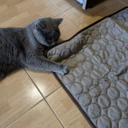 Chat gris en train de jouer avec tapis rafraichissant chat