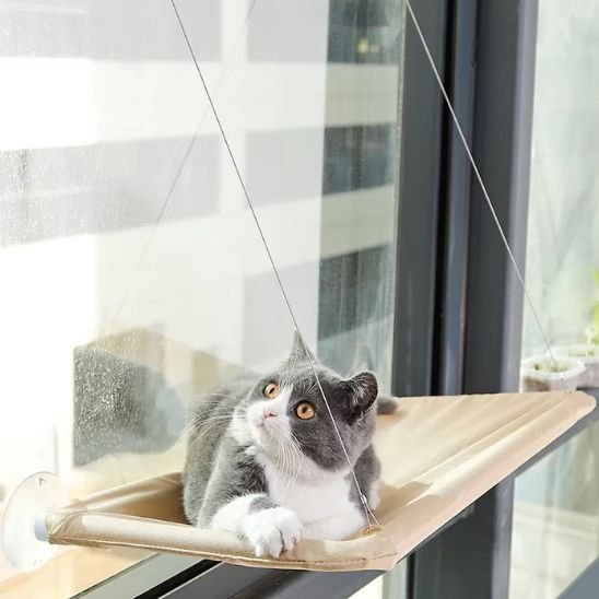 Chat gris et blanc installé sur un hamac fenetre chat