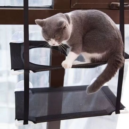 Un chat jouant sur un hamac chat fenetre