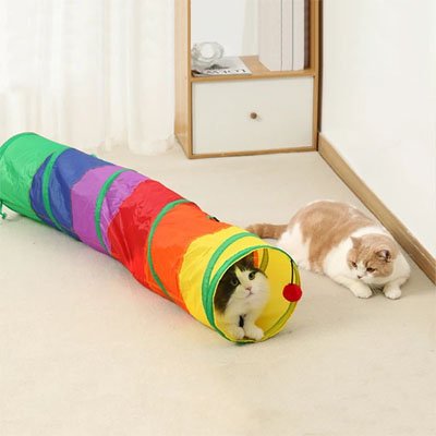 Chat observe un tunnel du chat 