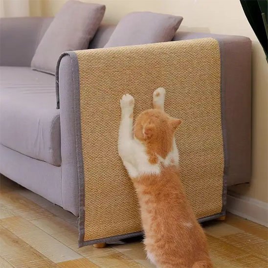 Un chat roux fait ses griffes sur un protege canape chat dans un salon lumineux