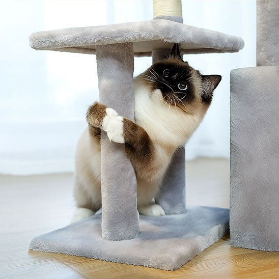 Chat de type Siamois agrippé à un poteau en peluche gris clair d'un petit arbre a chat​