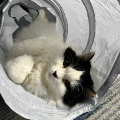 Chat sur le dos dans un tunnel chat