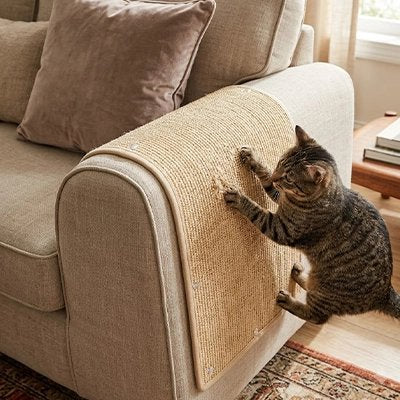 Chat tigré fait ses griffes sur housse canapé anti griffe chat 
