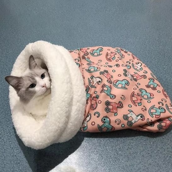 Chat tigré gris allongé dans un panier pour chat de couleur rose 