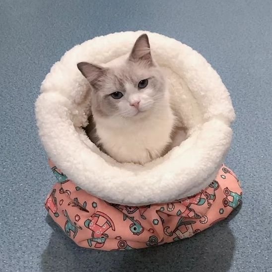 Chat tigré gris à l'intérieur d'un panier pour chat de couleur rose à motifs de petits chevaux
