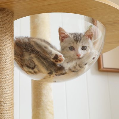 chaton gris et blanc couché confortablement dans une bulle transparente d'un arbre a chat design