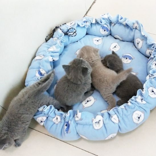 Quatre chatons gris et beiges s'amusent dans un coussin à chat de couleur bleu à motifs d'oursons