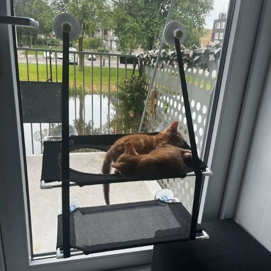 Deux chats allongés sur un hamac chat fenetre