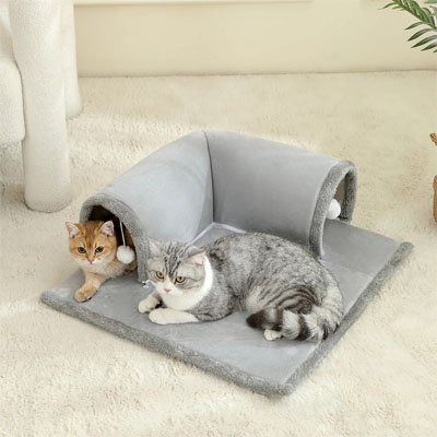 Chats dans un tunnel pour chat