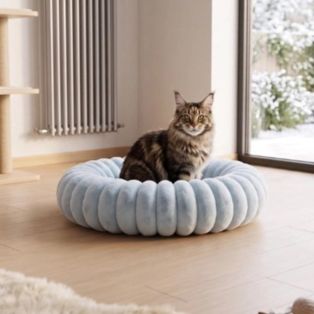 Coussin chat de couleur bleu sur plancher en bois