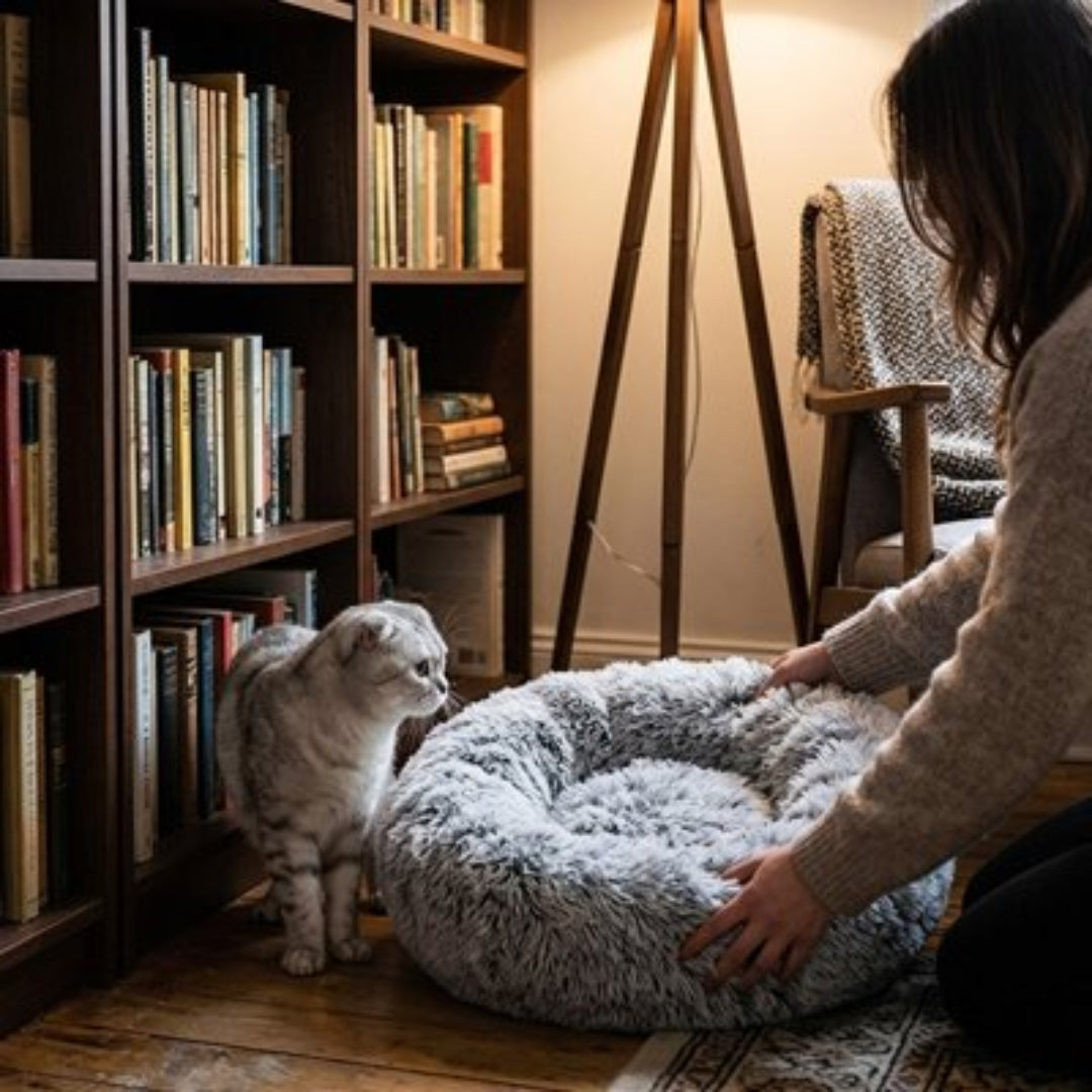 Coussin pour chat de couleur gris dans une chambre
