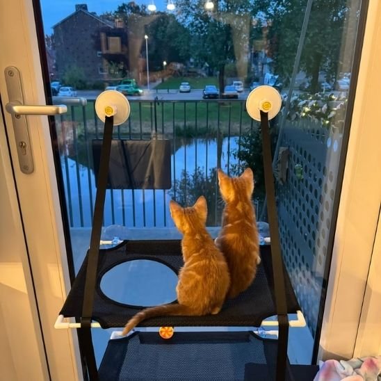 Deux chats installés sur un hamac chat fenetre, observant l’extérieur.
