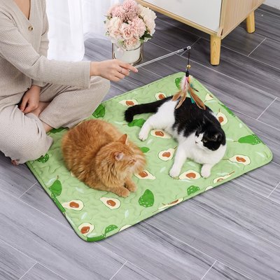 Deux chats sur un tapis chat 
