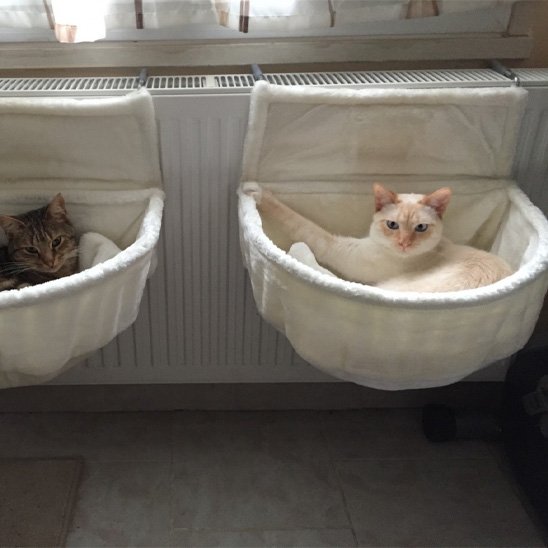 Deux Chat dans hamac  pour chat radiateur en train de se relaxer.