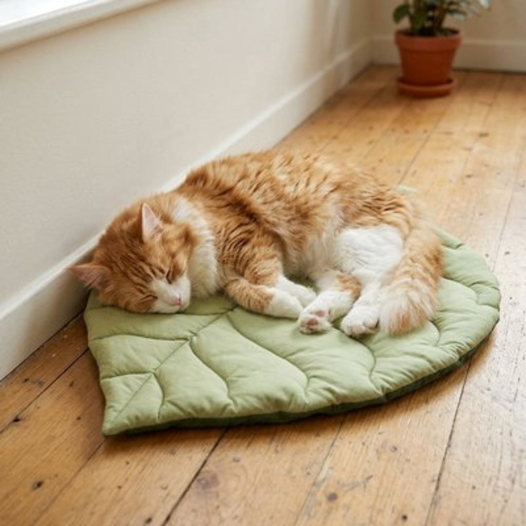 Tapis chat vert posé sur plancher en bois