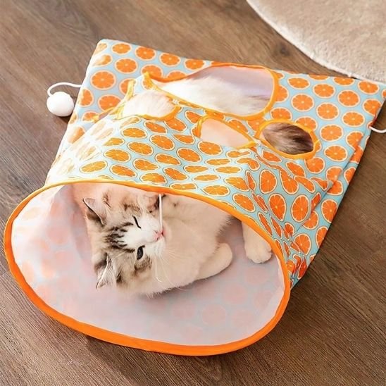 Tunnel chat orange et chat dedans