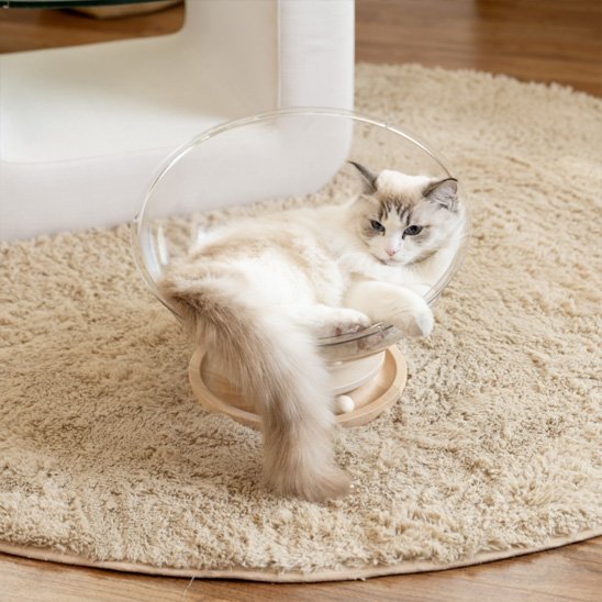 Un chat à poils longs est allongé dans lits pour chats posé sur un tapis