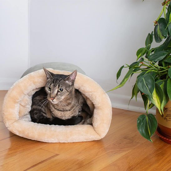 Un chat dans un panier chat