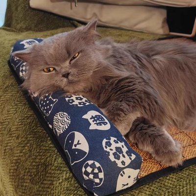 Un chat gris est allongé sur un lit chat  à motif japonais bleu 