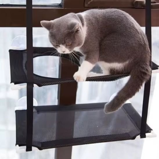 Un chat en mouvement sur un hamac chat fenetre 