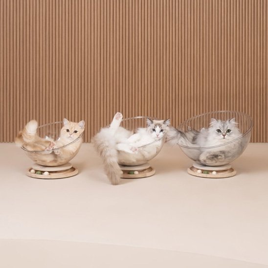 Une rangée de trois lits pour chats design en acrylique transparent sur socles en bois